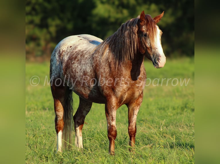 Tinker Mestizo Caballo castrado 5 años 145 cm in Baxter Springs, KS