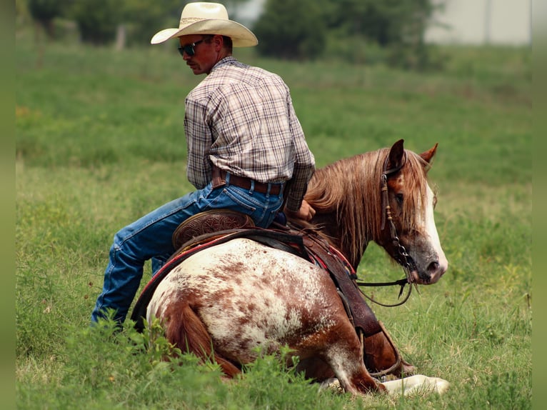 Tinker Mestizo Caballo castrado 5 años 145 cm in Baxter Springs, KS