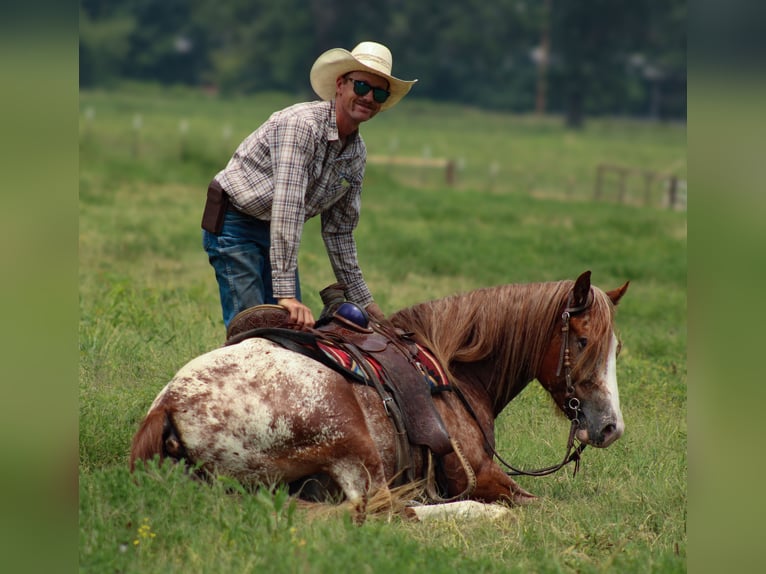 Tinker Mestizo Caballo castrado 5 años 145 cm in Baxter Springs, KS