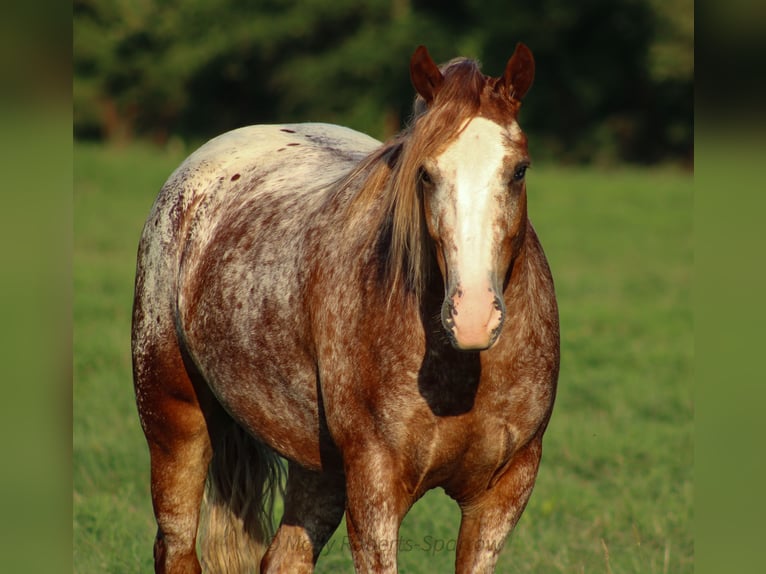Tinker Mestizo Caballo castrado 5 años 145 cm in Baxter Springs, KS