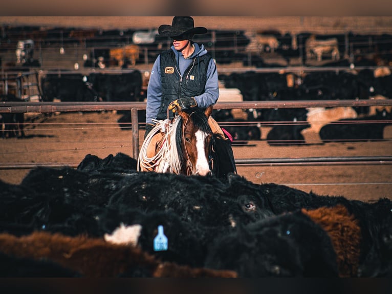 Tinker Mestizo Caballo castrado 5 años 145 cm Pío in Amarillo