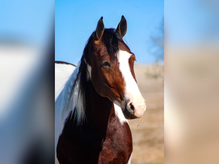 Tinker Mestizo Caballo castrado 5 años 145 cm Pío in Amarillo