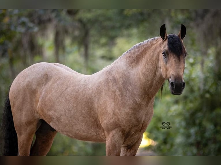 Tinker Caballo castrado 5 años 147 cm Buckskin/Bayo in Hazleton, IA