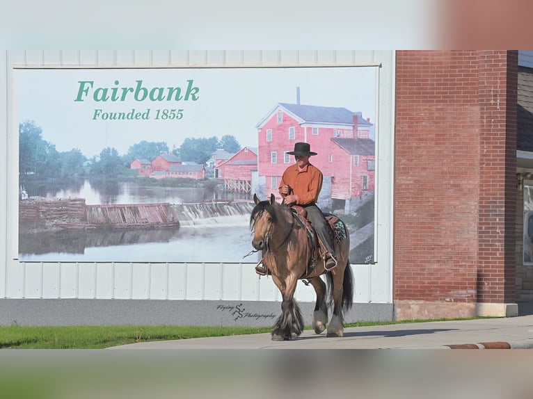 Tinker Caballo castrado 5 años 147 cm Buckskin/Bayo in Hazleton, IA