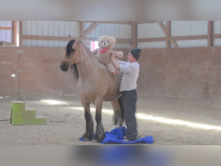 Tinker Caballo castrado 5 años 147 cm Buckskin/Bayo in Hazleton, IA