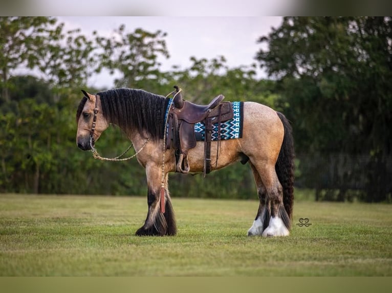 Tinker Caballo castrado 5 años 147 cm Buckskin/Bayo in Hazleton, IA