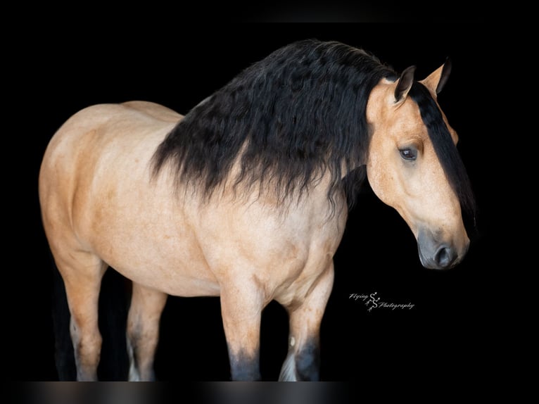 Tinker Caballo castrado 5 años 147 cm Buckskin/Bayo in Hazleton, IA