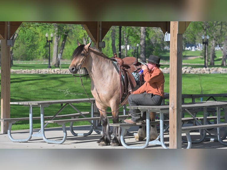 Tinker Caballo castrado 5 años 147 cm Buckskin/Bayo in Hazleton, IA