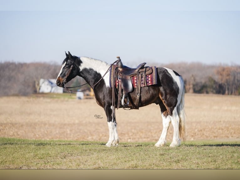 Tinker Mestizo Caballo castrado 5 años 147 cm Pío in Fairbank
