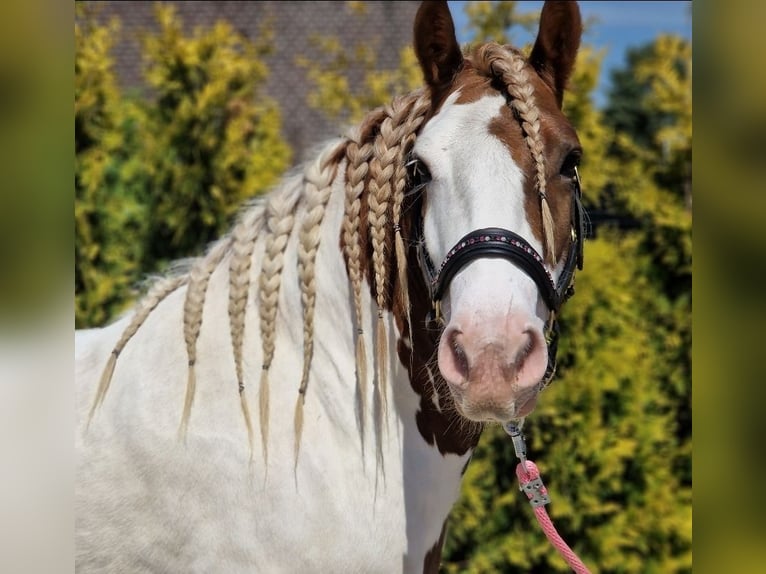 Tinker Caballo castrado 5 años 149 cm Pío in Nettetal