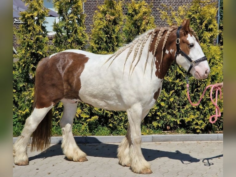 Tinker Caballo castrado 5 años 149 cm Pío in Nettetal