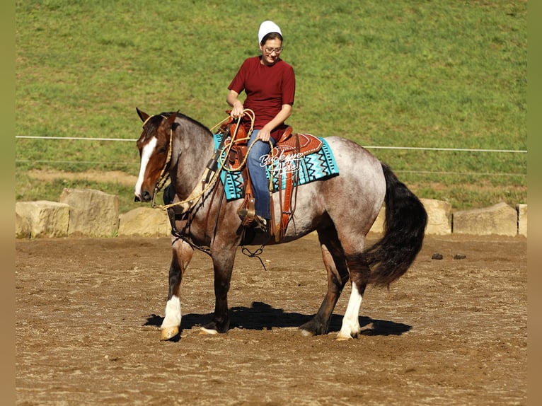 Tinker Mestizo Caballo castrado 5 años 150 cm Castaño-ruano in Millersburg