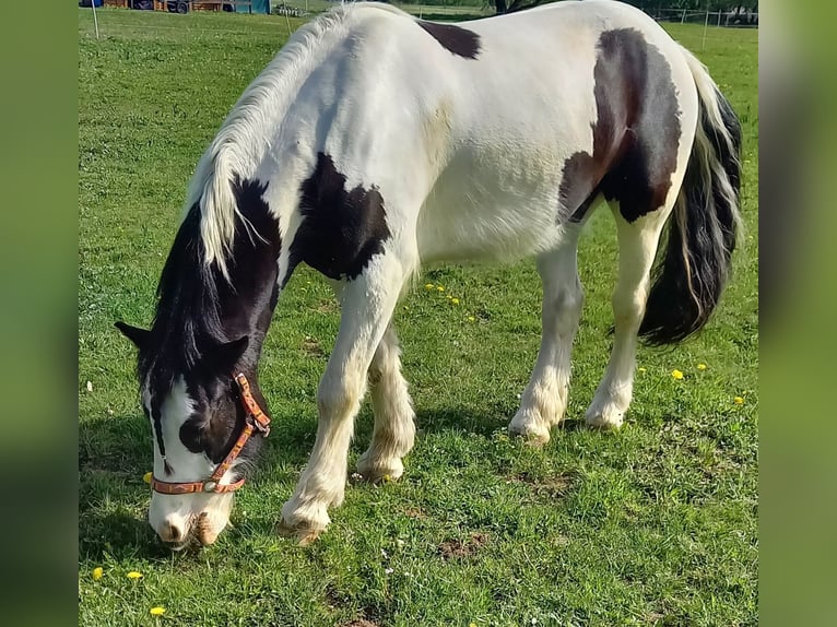 Tinker Caballo castrado 5 años 150 cm Tordillo negro in Ailertchen
