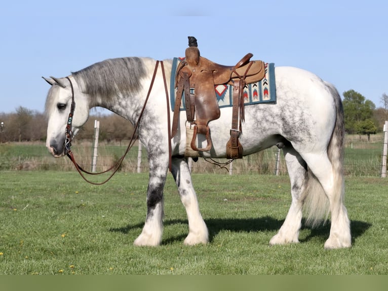 Tinker Mestizo Caballo castrado 5 años 152 cm in Mount Vernon, MO
