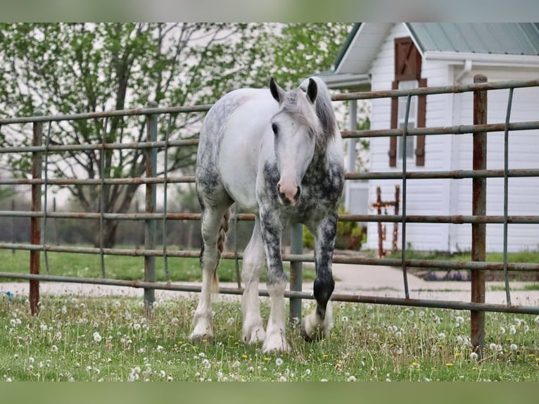 Tinker Mestizo Caballo castrado 5 años 152 cm in Mount Vernon, MO