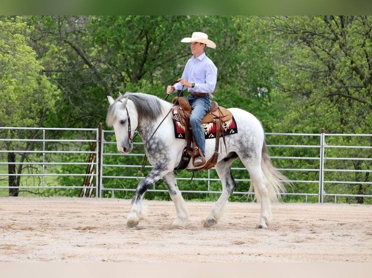 Tinker Mestizo Caballo castrado 5 años 152 cm in Mount Vernon, MO