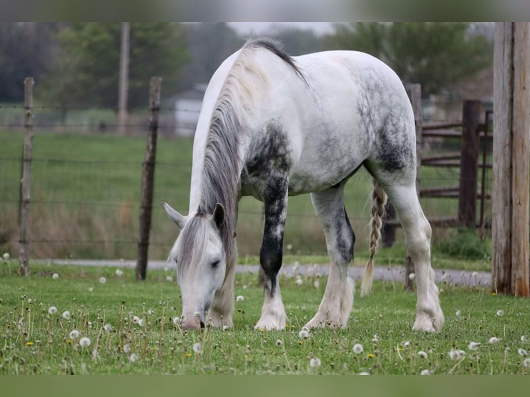 Tinker Mestizo Caballo castrado 5 años 152 cm in Mount Vernon, MO