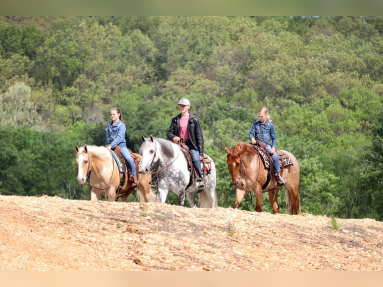 Tinker Mestizo Caballo castrado 5 años 152 cm in Mount Vernon, MO