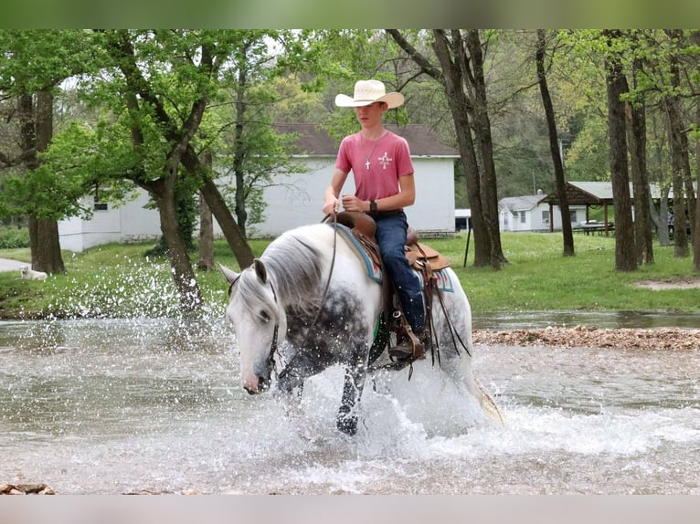 Tinker Mestizo Caballo castrado 5 años 152 cm in Mount Vernon, MO