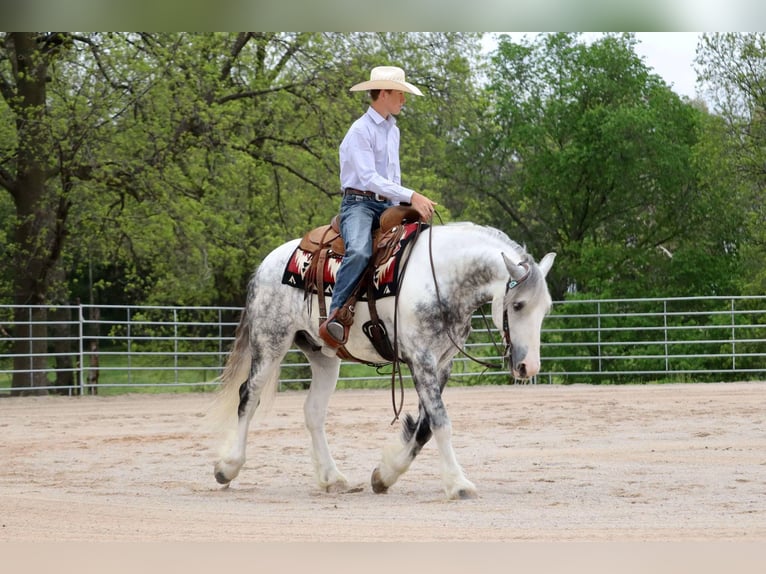 Tinker Mestizo Caballo castrado 5 años 152 cm in Mount Vernon, MO