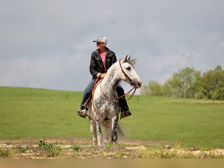 Tinker Mestizo Caballo castrado 5 años 152 cm in Mount Vernon, MO