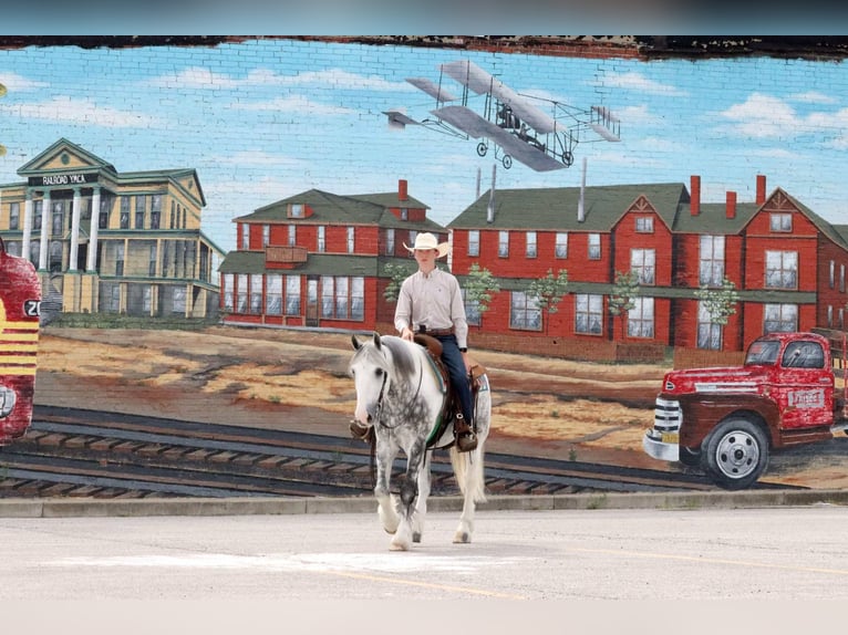 Tinker Mestizo Caballo castrado 5 años 152 cm in Mount Vernon, MO