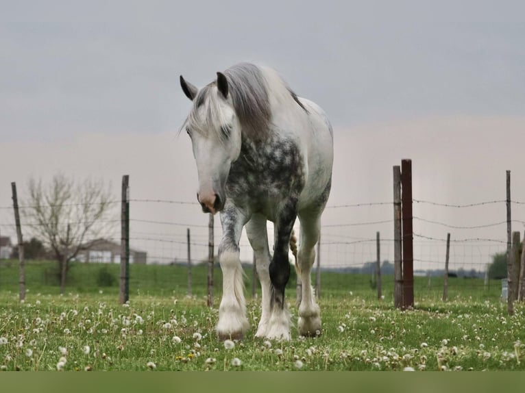 Tinker Mestizo Caballo castrado 5 años 152 cm in Mount Vernon, MO
