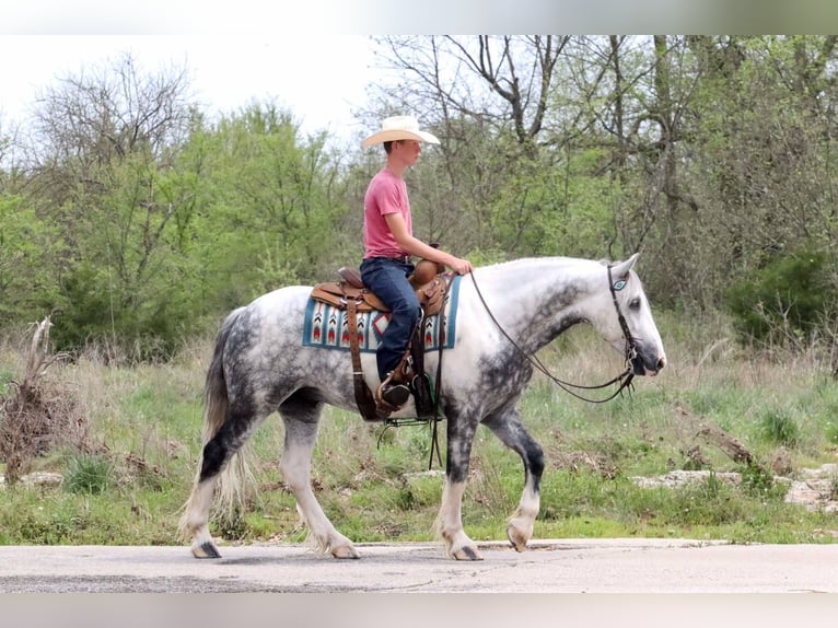 Tinker Mestizo Caballo castrado 5 años 152 cm in Mount Vernon, MO
