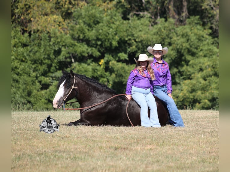 Tinker Caballo castrado 5 años 152 cm Negro in Mount Vernon