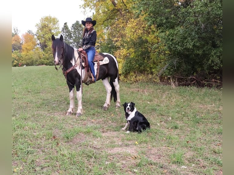 Tinker Mestizo Caballo castrado 5 años 152 cm Pío in Fergus Falls, MN