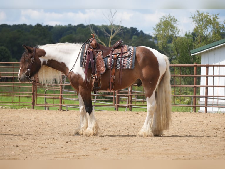 Tinker Mestizo Caballo castrado 5 años 152 cm Pío in Fresno