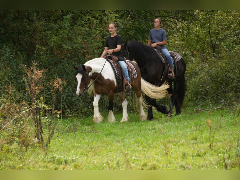 Tinker Mestizo Caballo castrado 5 años 152 cm Pío in Fresno