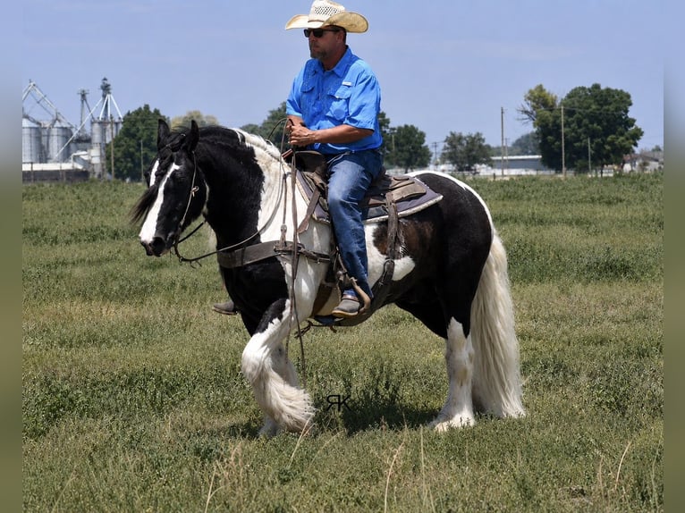 Tinker Caballo castrado 5 años 152 cm Pío in Roswell