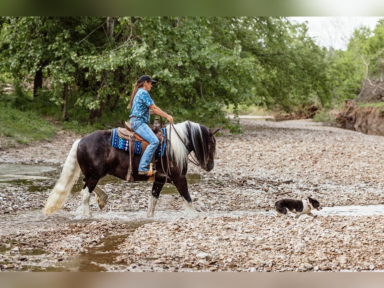 Tinker Caballo castrado 5 años 152 cm Tobiano-todas las-capas in Half Way, MO