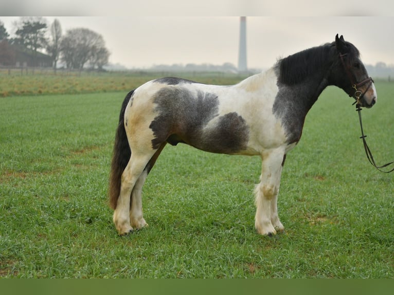 Tinker Caballo castrado 5 años 153 cm Pío in Geilenkirchen