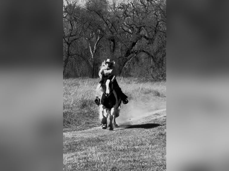 Tinker Caballo castrado 5 años 155 cm Pío in Gerber