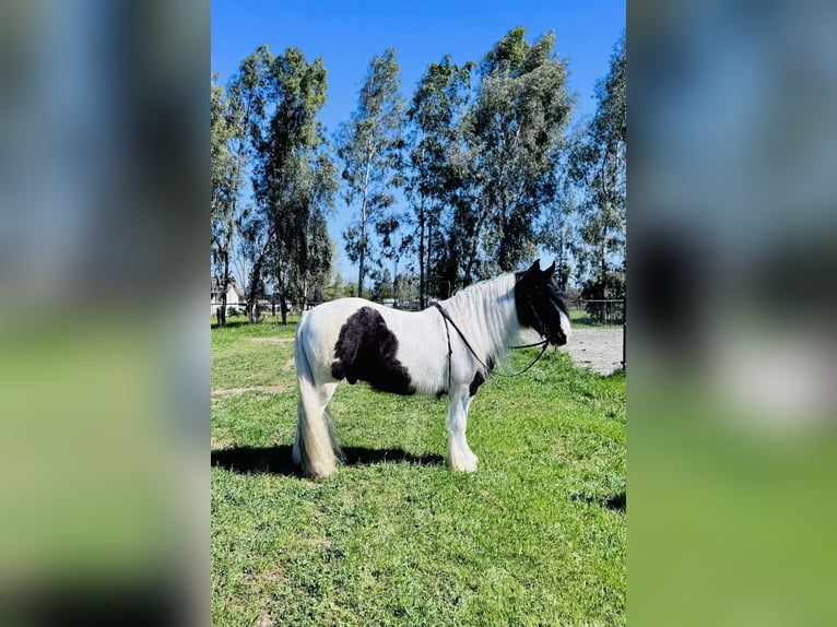 Tinker Caballo castrado 5 años 155 cm Pío in Gerber