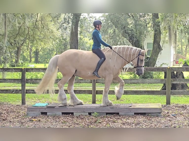 Tinker Caballo castrado 5 años 163 cm Palomino in Weirsdale