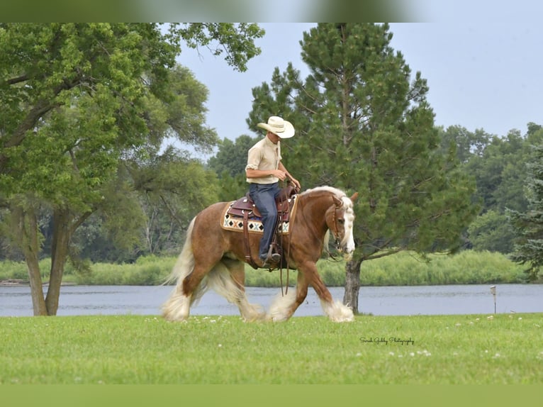 Tinker Caballo castrado 5 años Alazán rojizo in Oelwein