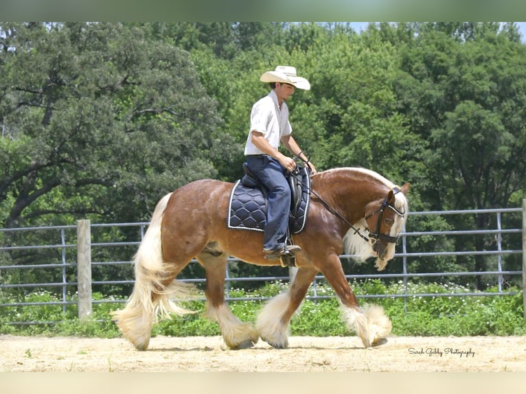 Tinker Caballo castrado 5 años Alazán rojizo in Oelwein