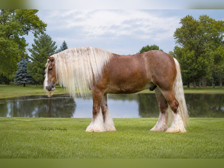 Tinker Caballo castrado 5 años Alazán rojizo in Oelwein