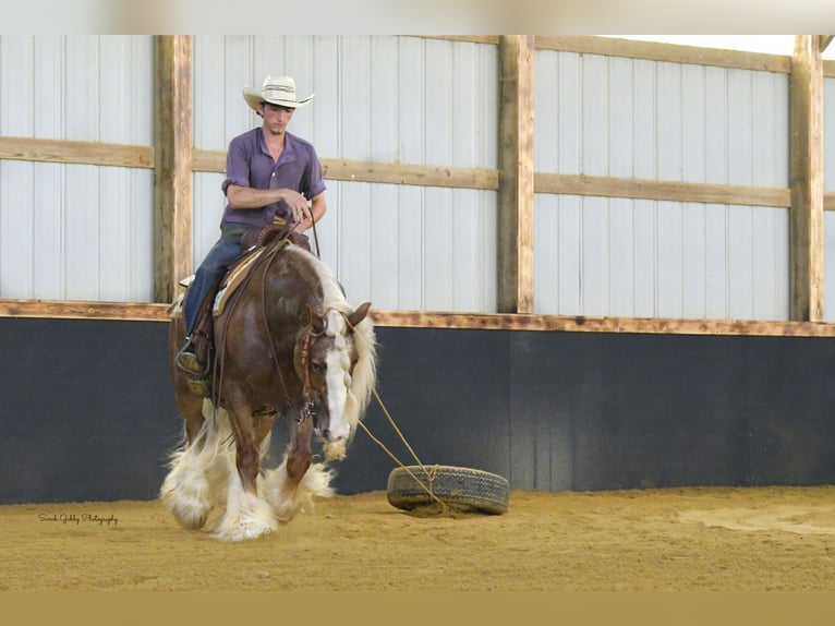 Tinker Caballo castrado 5 años Alazán rojizo in Oelwein