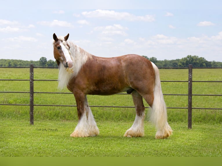 Tinker Caballo castrado 5 años Alazán rojizo in Oelwein