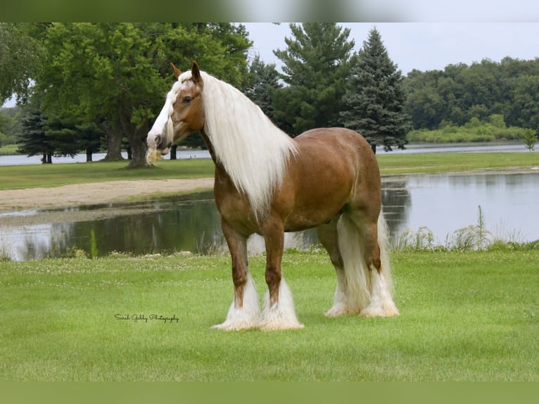 Tinker Caballo castrado 5 años Alazán rojizo in Oelwein
