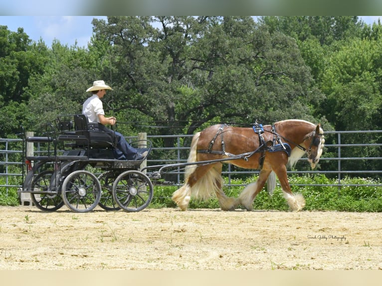 Tinker Caballo castrado 5 años Alazán rojizo in Oelwein