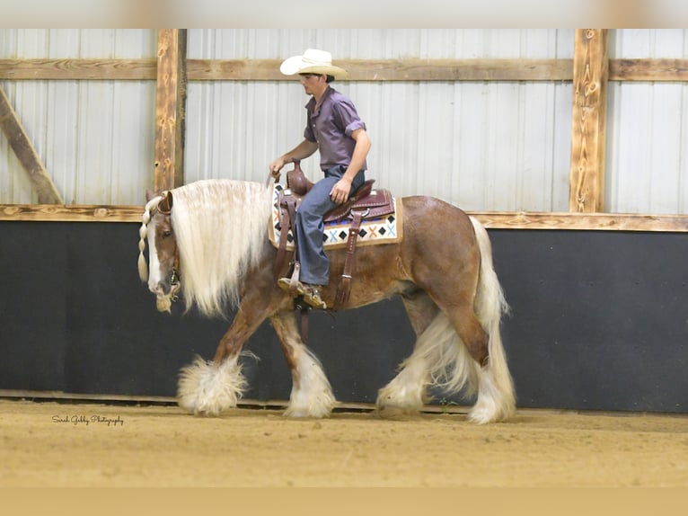 Tinker Caballo castrado 5 años Alazán rojizo in Oelwein