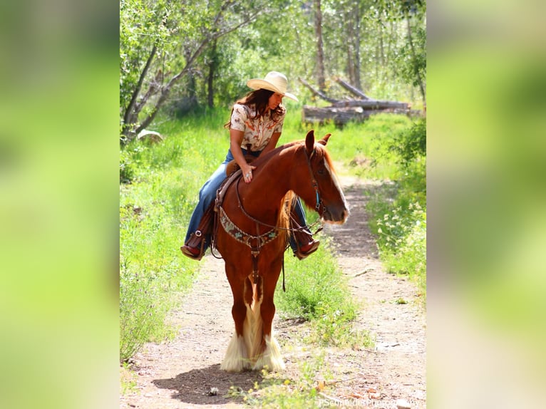 Tinker Caballo castrado 5 años Alazán-tostado in Wendell