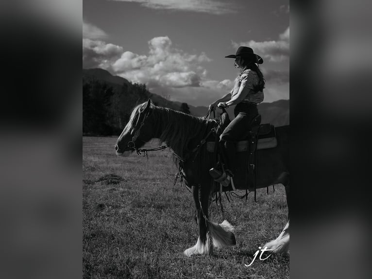 Tinker Caballo castrado 5 años Alazán-tostado in Wendell