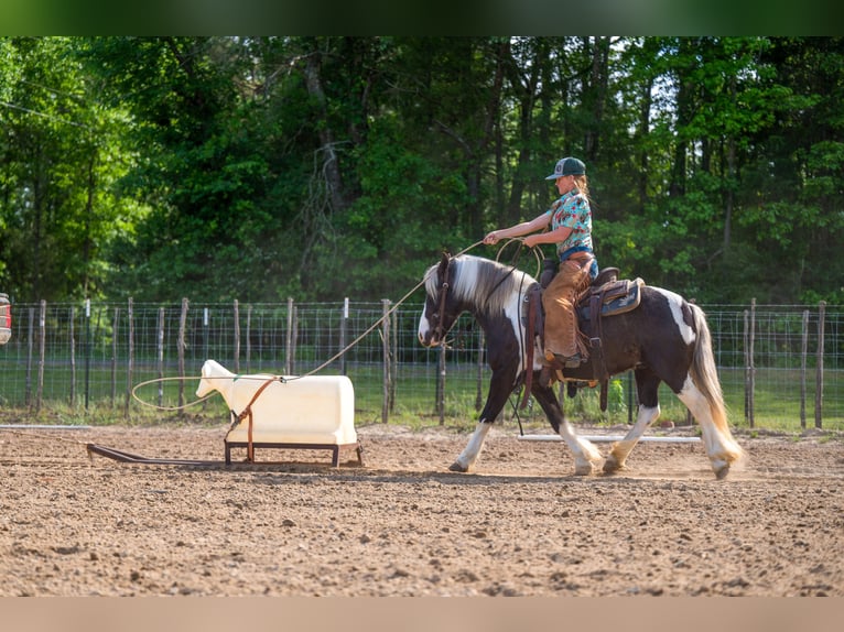 Tinker Mestizo Caballo castrado 5 años  in Bloomburg, TX