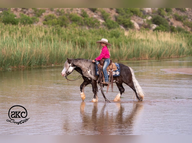 Tinker Mestizo Caballo castrado 5 años  in Canyon